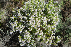 Erica margaritacea