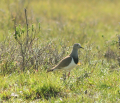 Vanellus melanopterus