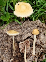 Agrocybe retigera
