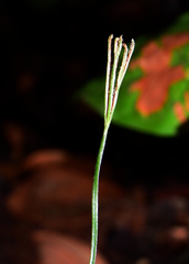 Schizaea fluminensis