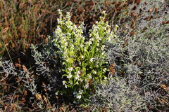 Erica margaritacea