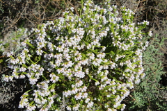 Erica margaritacea