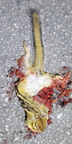 Siberian Chipmunk