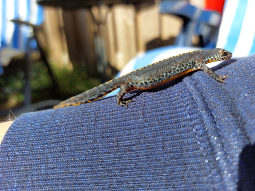 Alpine Newt, 4333 EP Middelburg, Nederland, photo 7 of 10