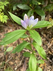 Gentiana villosa