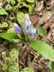 Gentiana villosa
