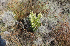 Erica margaritacea