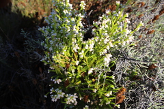 Erica margaritacea