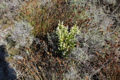 Erica margaritacea