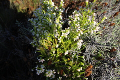 Erica margaritacea