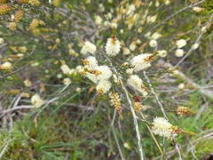 Melaleuca parvistaminea