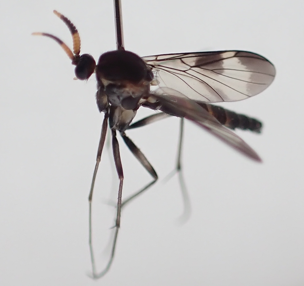 Cerotelion leucoceras