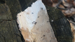 Synchita undata