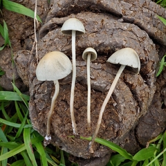 Panaeolus cyanescens