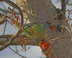 Barnardius zonarius macgillivrayi