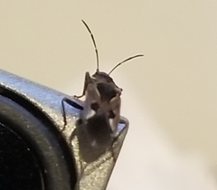 Rhyparochromus vulgaris