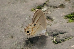 Lethe syrcis