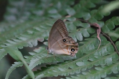 Lethe syrcis
