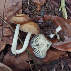 Pseudohygrocybe