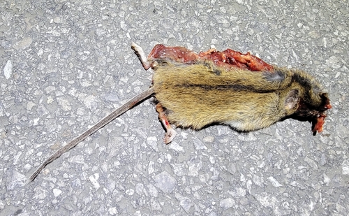 Striped Field Mouse