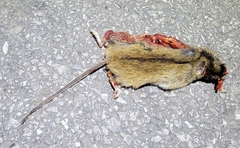 Apodemus agrarius