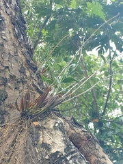 Dendrobium crumenatum