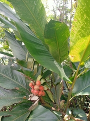 Alpinia malaccensis