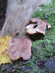 Lentinellus castoreus