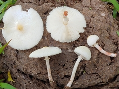 Chlorophyllum hortense