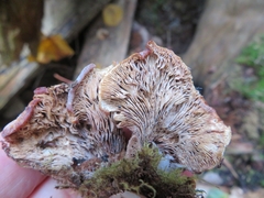 Lentinellus castoreus