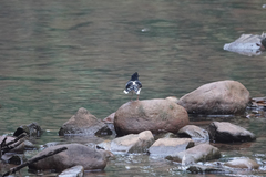 Enicurus leschenaulti