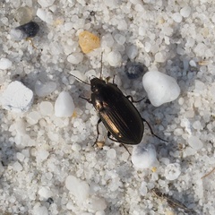 Amara lunicollis