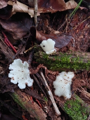 Hohenbuehelia angustata