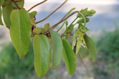 Passiflora silvestris