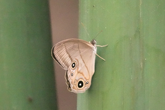 Lethe syrcis