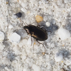 Amara lunicollis