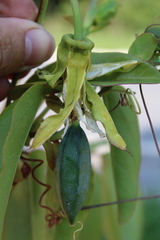 Passiflora silvestris
