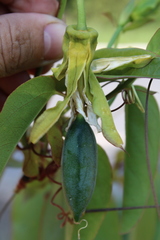 Passiflora silvestris