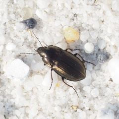 Amara lunicollis