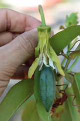 Passiflora silvestris