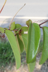 Passiflora silvestris