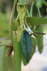 Passiflora silvestris