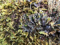 Peltigera ponojensis