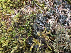Peltigera ponojensis