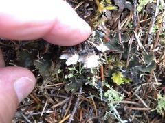 Peltigera ponojensis