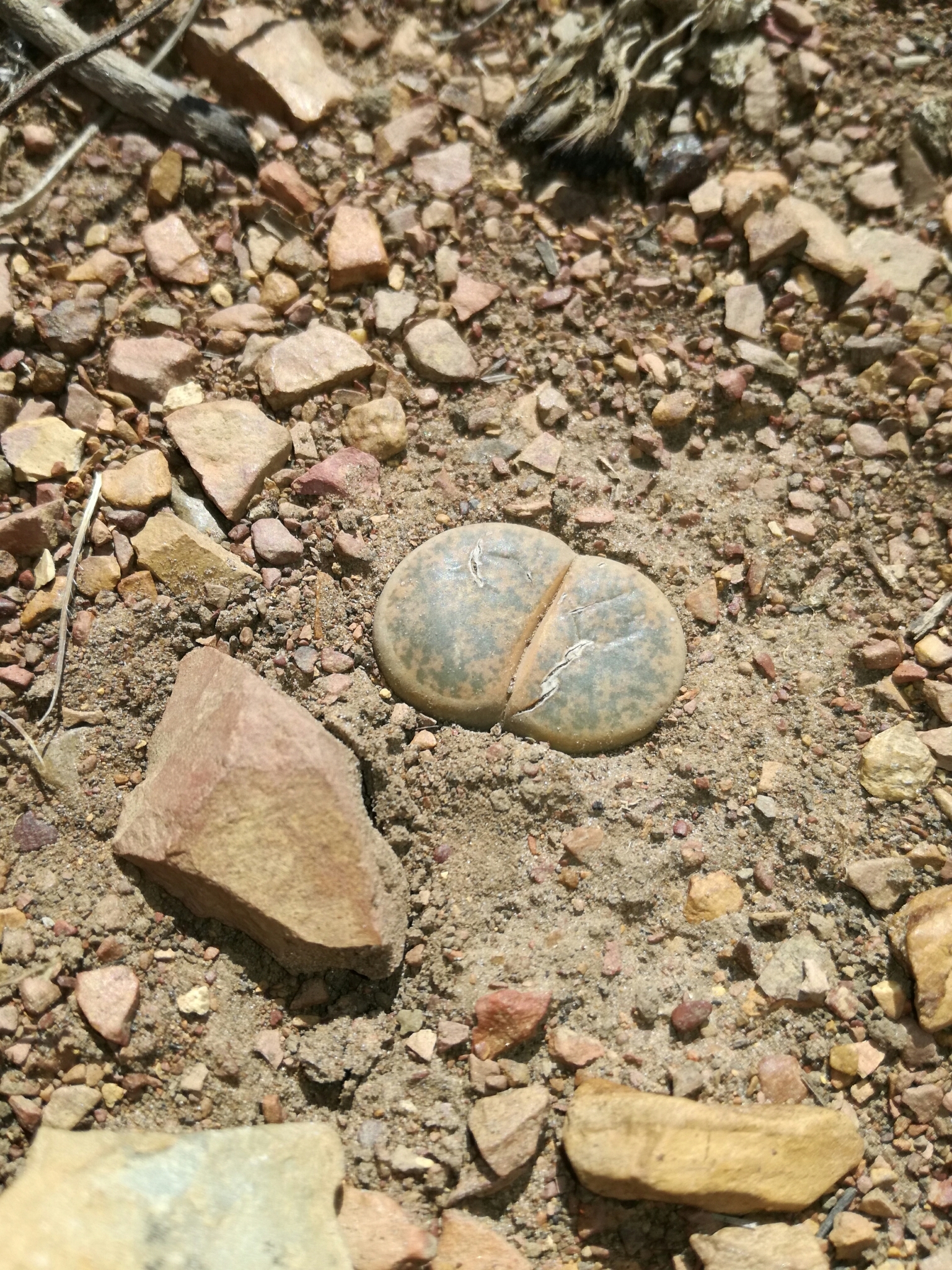 Lithops lesliei var. rubrobrunnea C204 South Africa 2