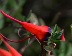 Tropaeolum tricolor