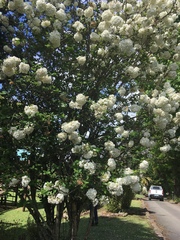 Viburnum macrocephalum