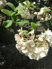 Viburnum macrocephalum