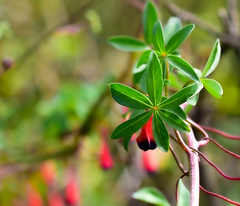 Tropaeolum tricolor